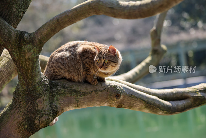 杭州西湖花港观鱼的流浪猫狸花猫