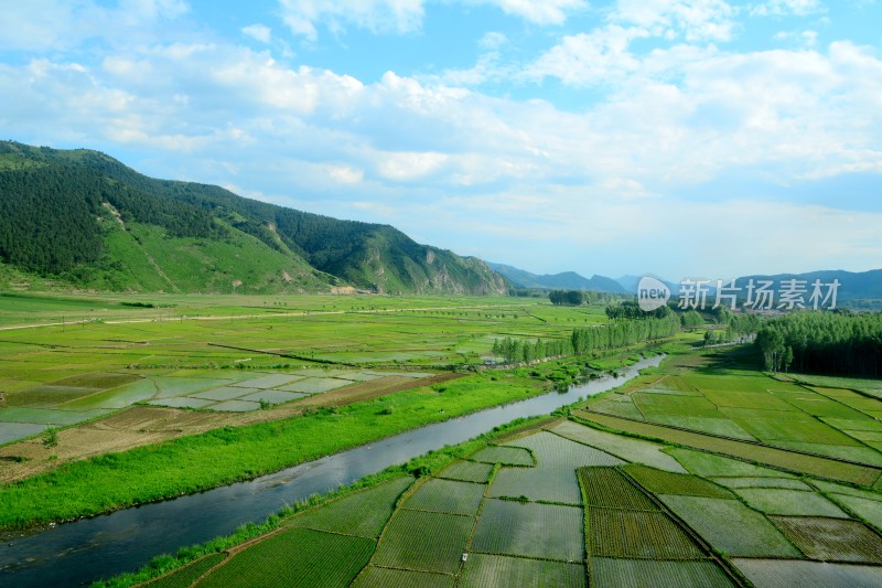 水稻 水稻田