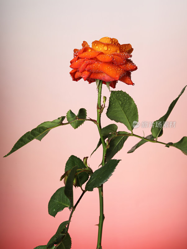 红色背景上的一支玫瑰花