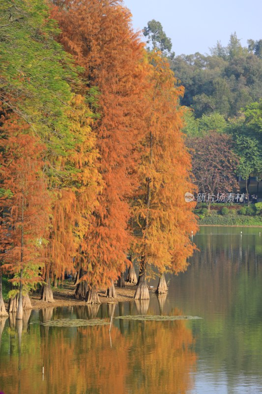 水边色彩斑斓的树林美景