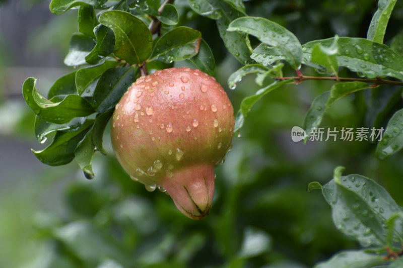 山东枣庄冠世榴园挂满雨珠的石榴果实