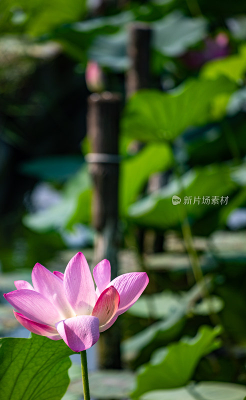 山东济南大明湖风景区夏日荷花景点景观