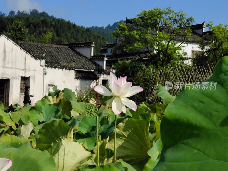 乡村白墙黑瓦房屋前的盛开荷花