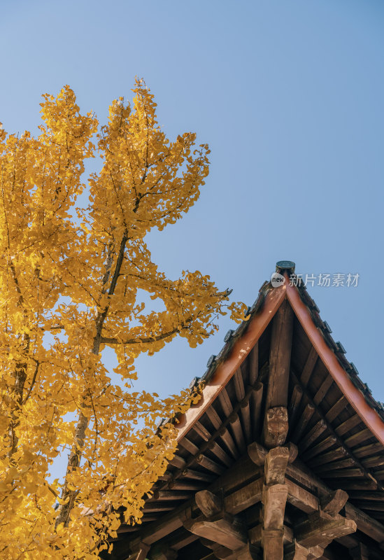 柳州灵泉寺-银杏树与榫卯结构建筑屋檐