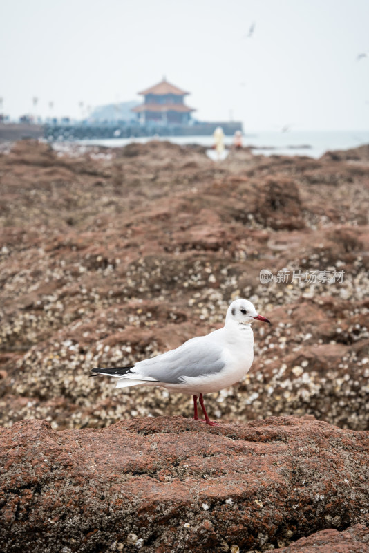 青岛栈桥的海鸥