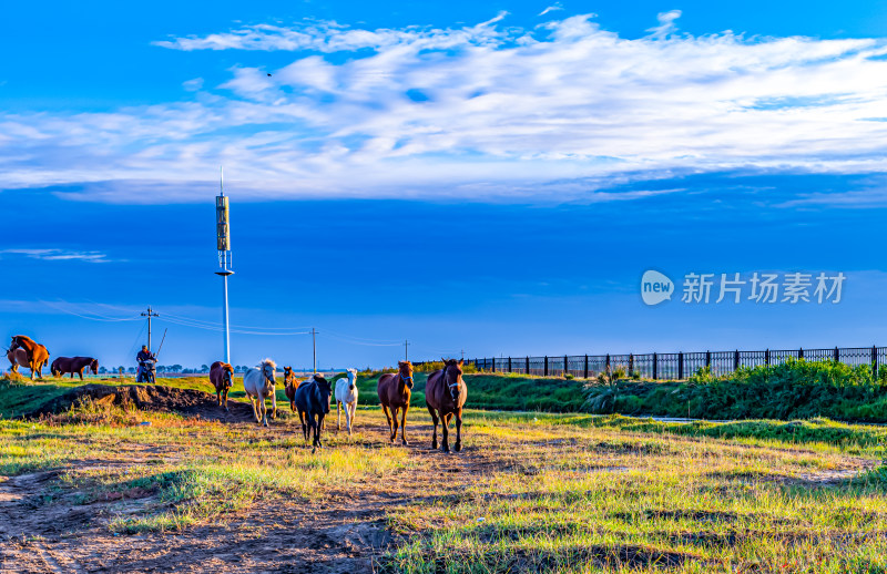 河北张家口张北坝上草原牧场马匹马群