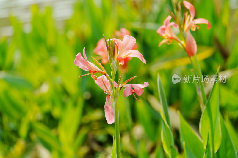 粉橙色美人蕉花朵特写