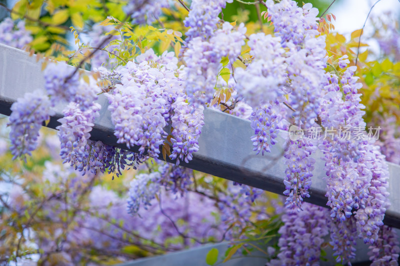春天唯美清新的紫藤花