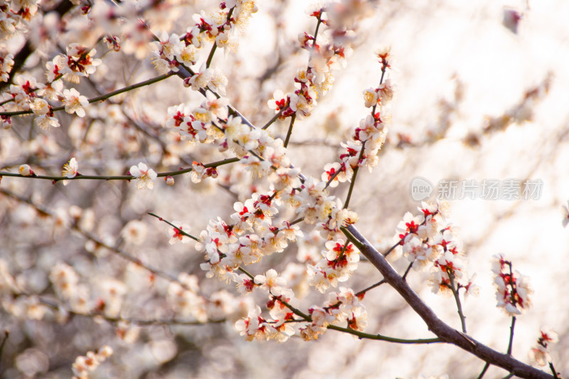 冬日暖阳下的梅花