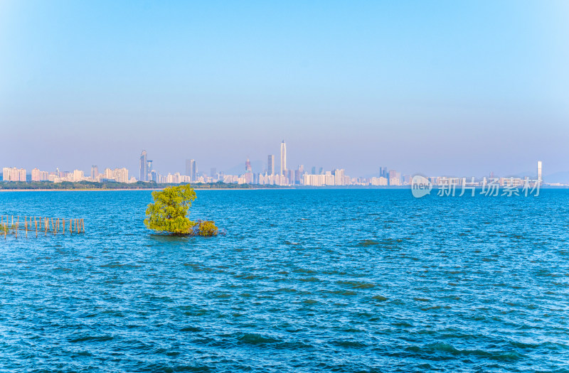 深圳湾公园海岸红树林与滨海城市风光