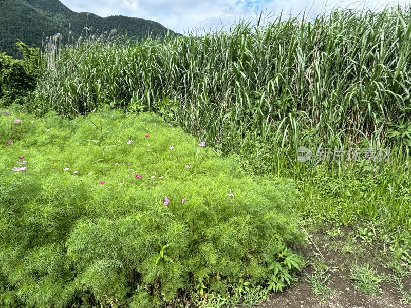 长有粉色花朵的绿色植物及周边植被