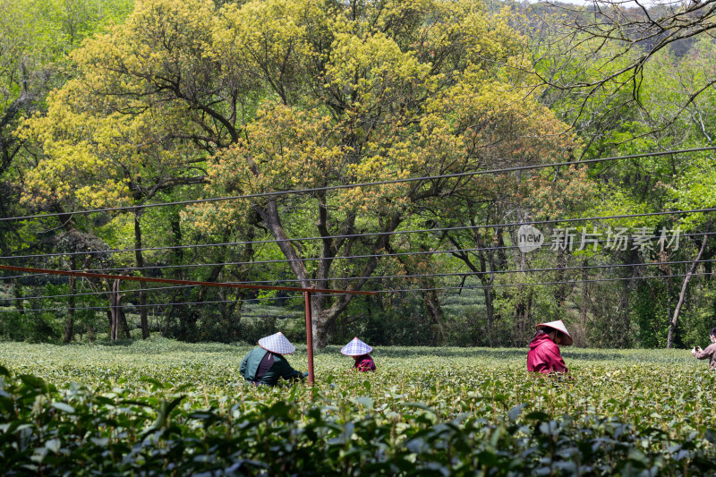 杭州九溪茶农在茶园采茶场景