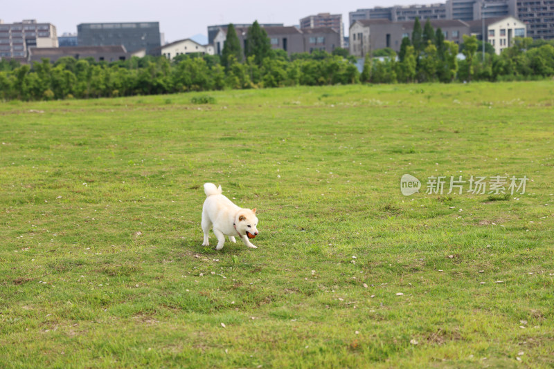 草地上的白色柴犬