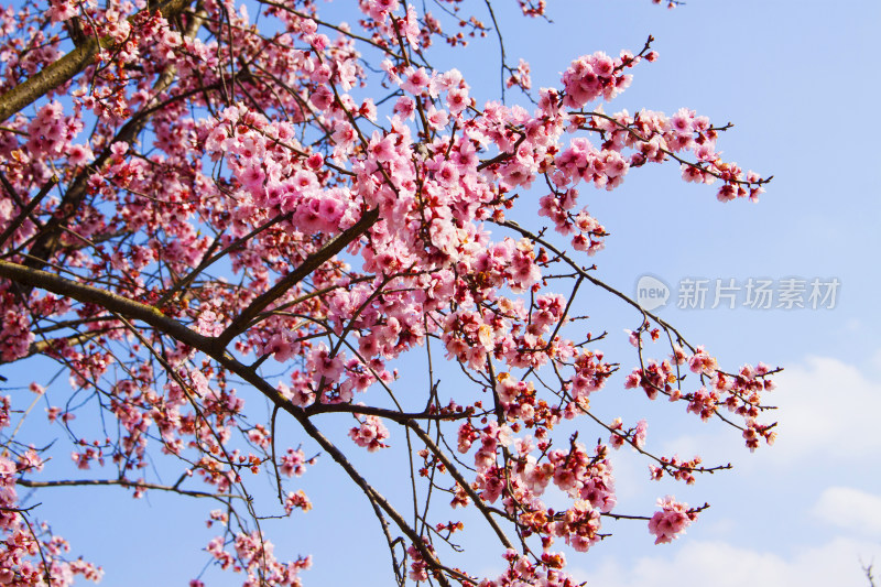 花朵植物春天天空风景背景自然户外樱花