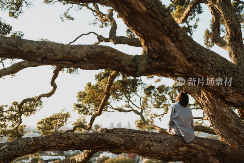 新西兰苍天大树和草地