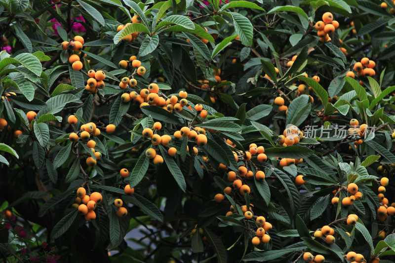 立夏时节枇杷树上的果实