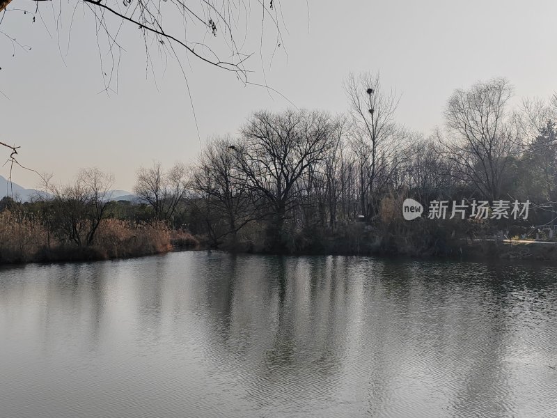 水边枯树倒影的自然风景