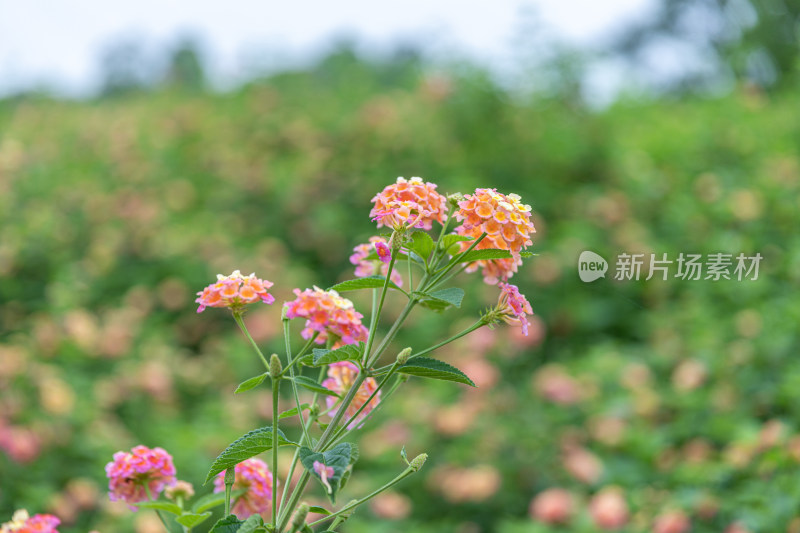 马缨丹花