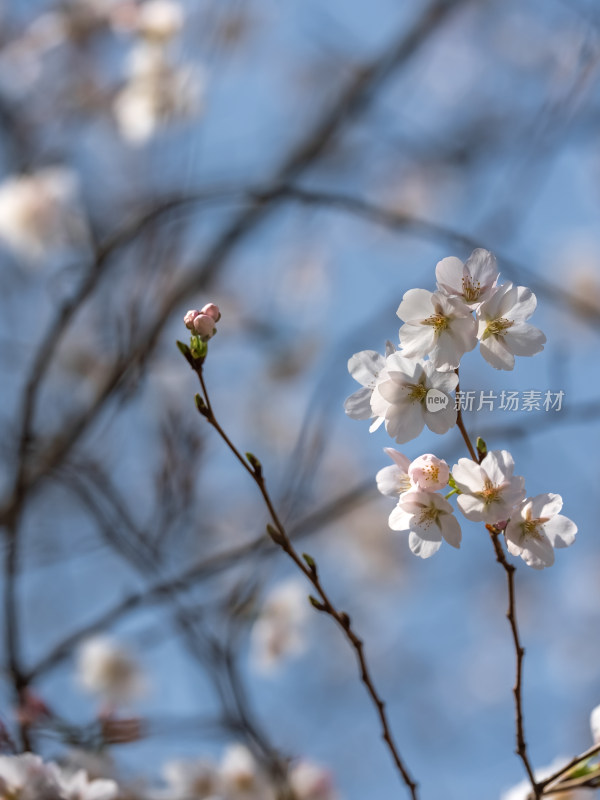春天樱花盛开春意盎然自然风景植物树
