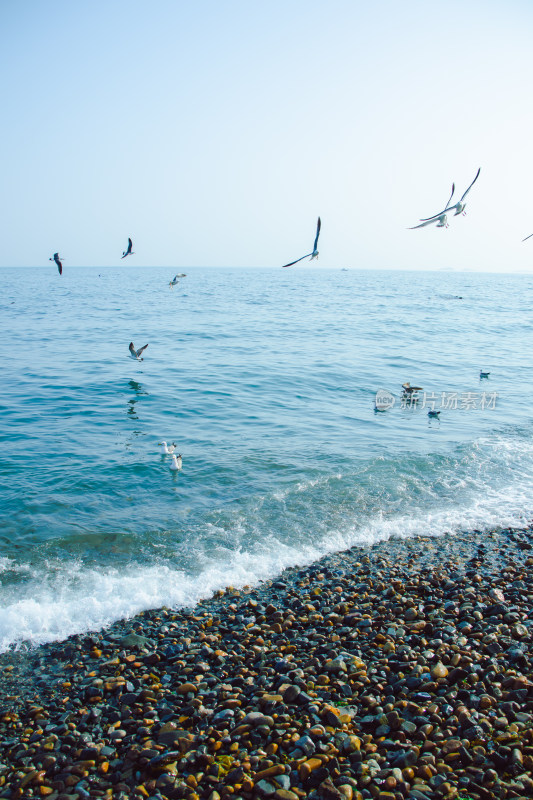 海边鹅卵石海滩上海鸥飞翔