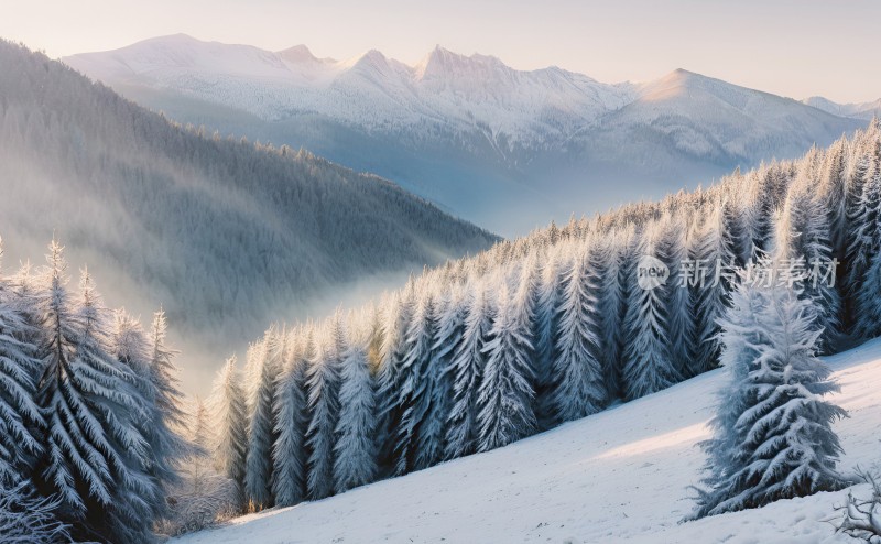 冬季森林白雪覆盖风景