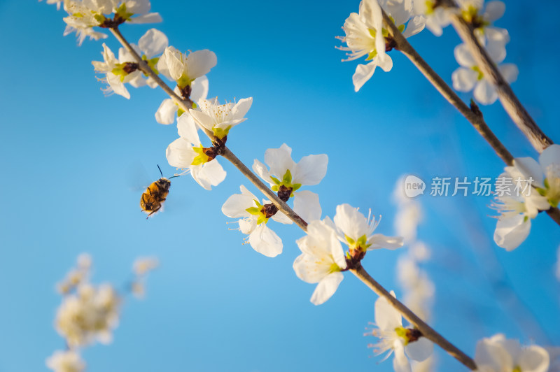 春天盛开樱花上忙碌的小蜜蜂