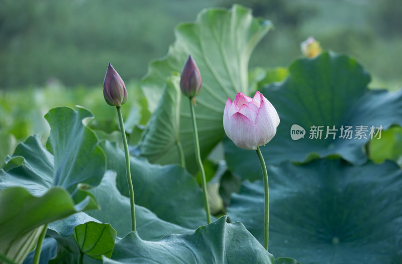 池塘里清新自然荷花