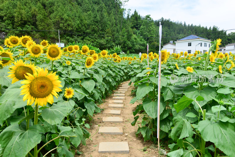 美丽田野田园太阳花葵花花朵向日葵