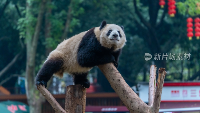 爬树的大熊猫