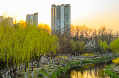 黄昏时分，公园河岸杨柳依依