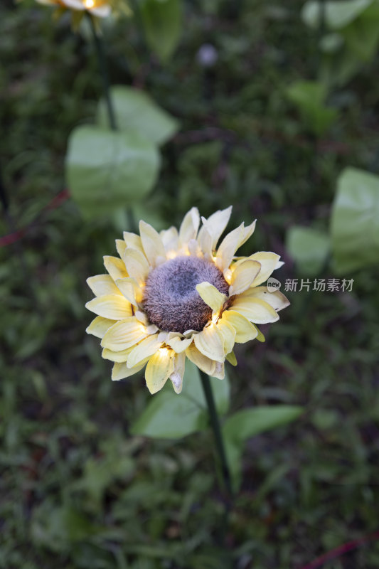 植物水果微距特写