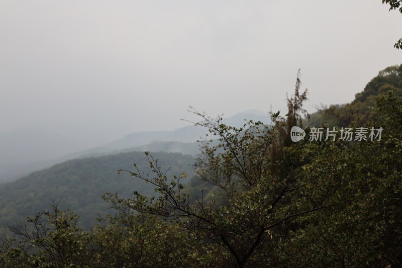 山林远景及前景植被