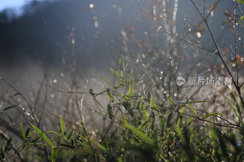 晨曦中的金色草地