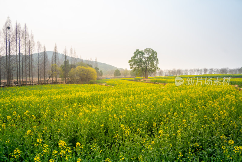 武汉东湖油菜花花海