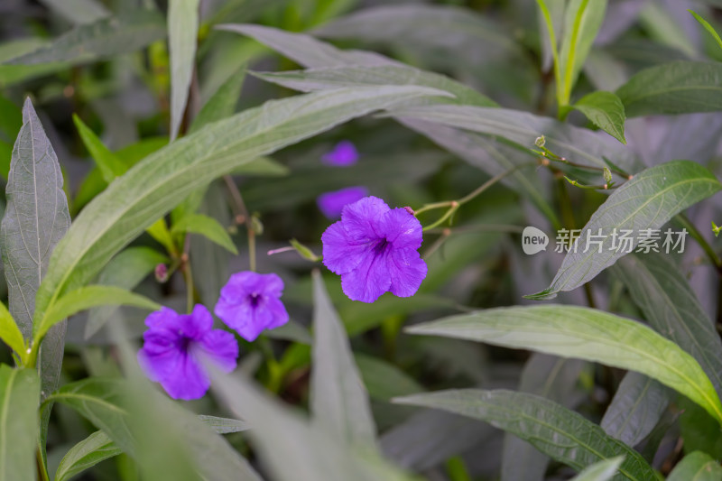 绿叶间紫色花朵蓝花草绽放的自然景象