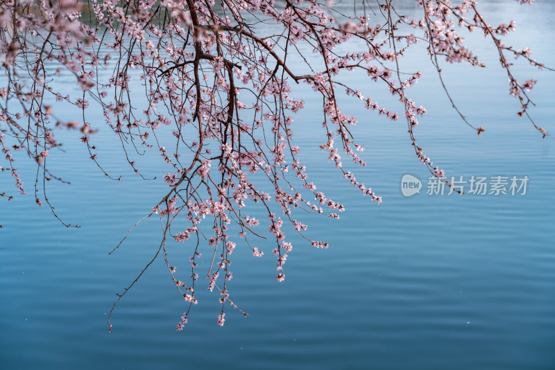 北京颐和园昆明湖桃花