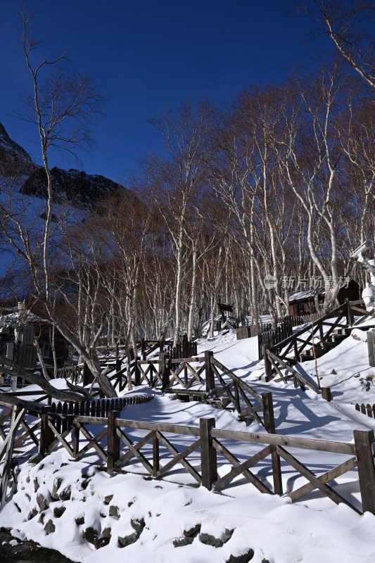 雪后山林中的木制栈道