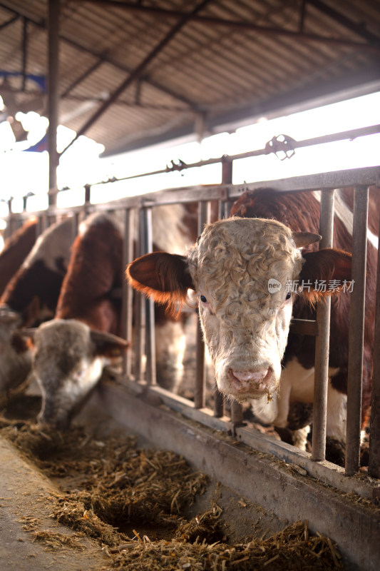 肉牛养殖场里的牛