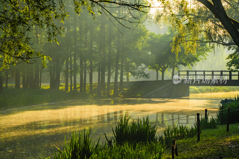 春天清晨公园阳光透过绿色垂柳生机焕发