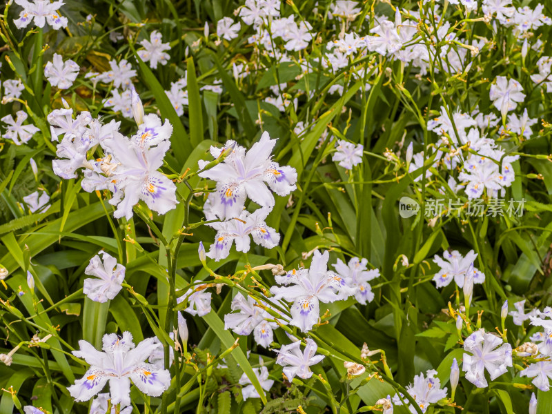 户外盛开的白花特写