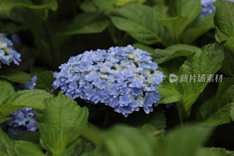 夏天盛开的蓝色绣球花特写