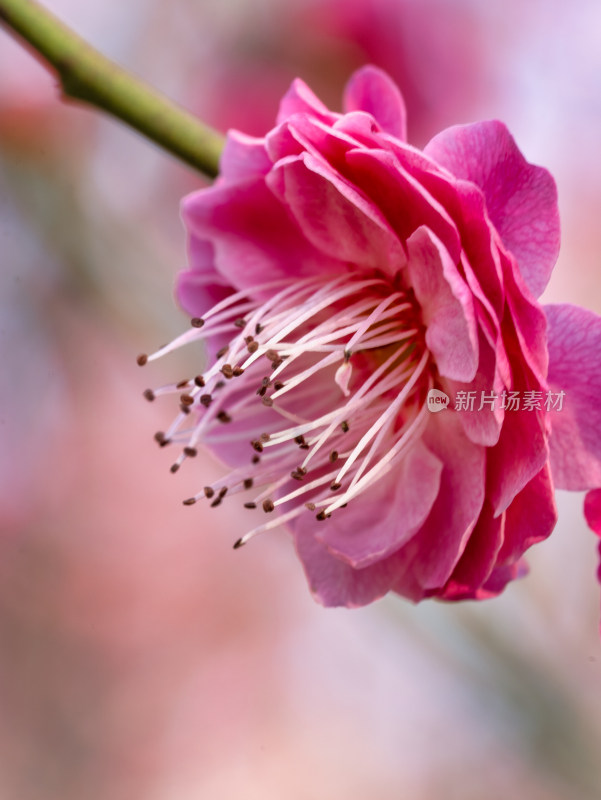 春天的梅花花开花微距