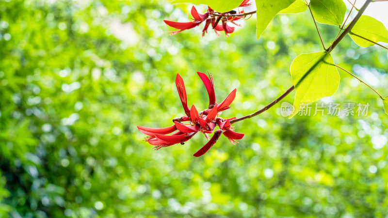 园林乔木刺桐树红色的花