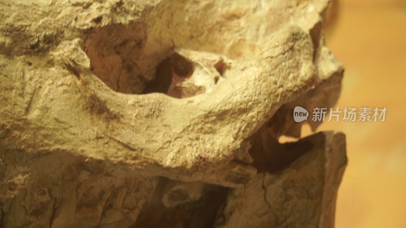 动物头骨牙齿化石远古生物