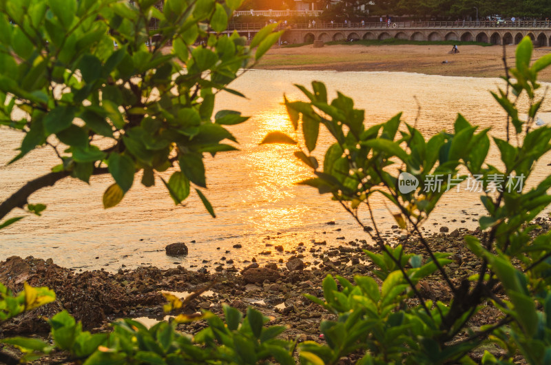 夕阳下的河流与绿植景观