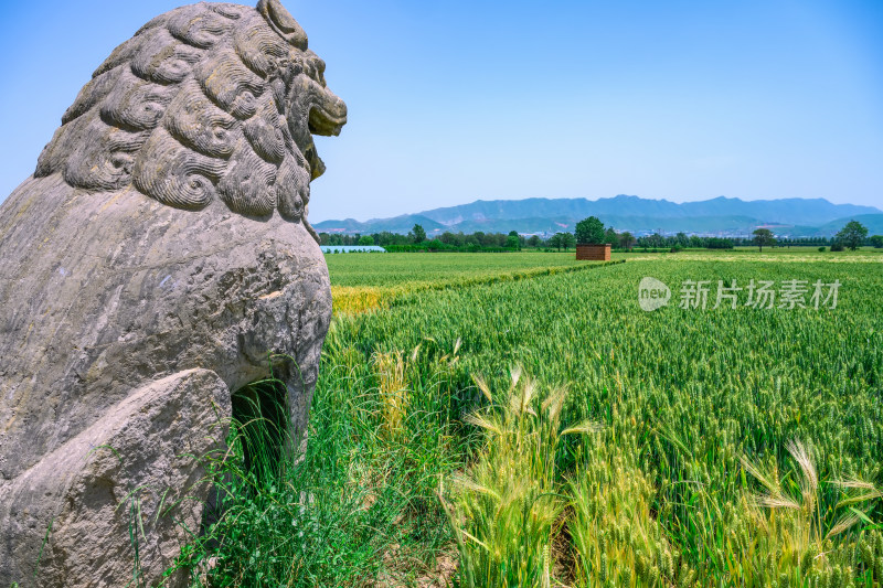 河南巩义夏季麦田里的古代宋陵石像