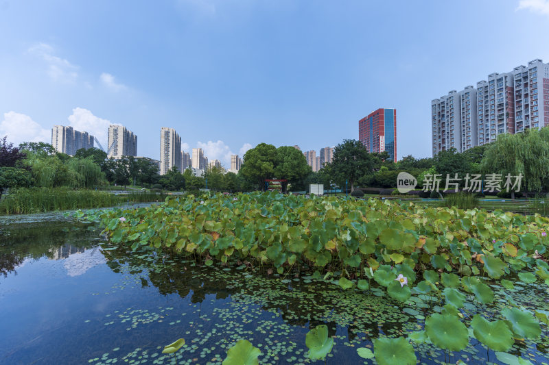 武汉关山荷兰风情园风景