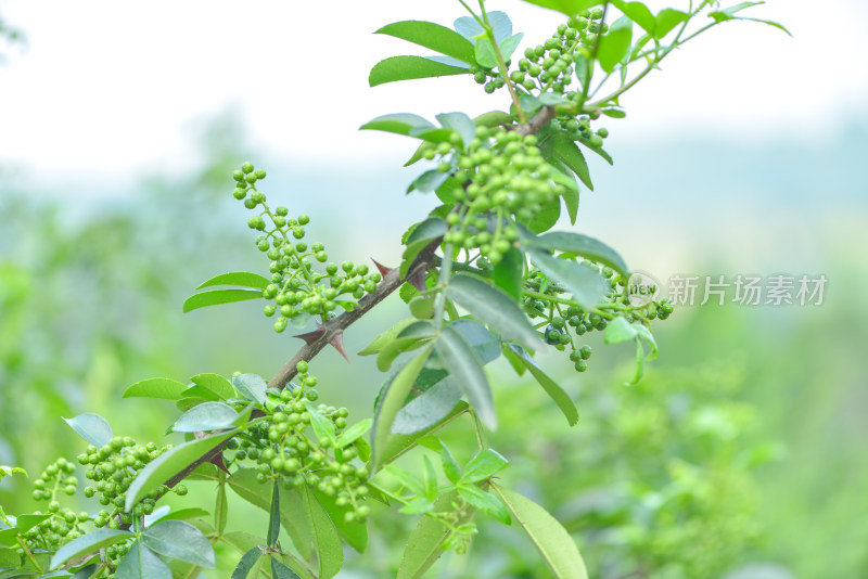 青花椒种植基地