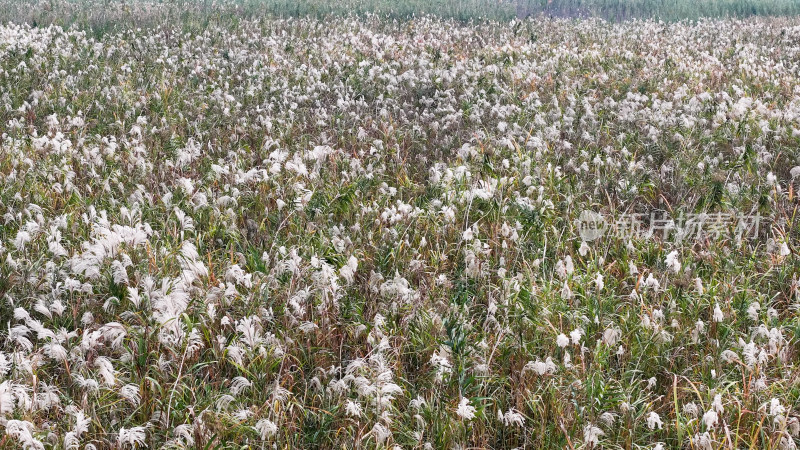 岳阳洞庭湖芦苇航拍图