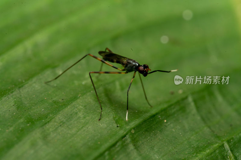 绿叶上的昆虫